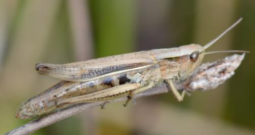 Chorthippus albomarginatus albomarginatus
